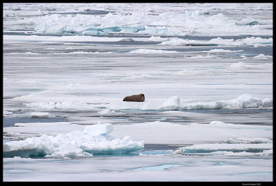 Svalbard_3805 (1).jpg