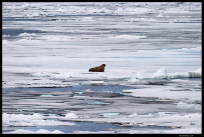 Svalbard_3825 (1).jpg