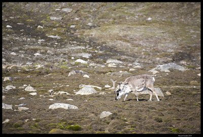 Svalbard_4164.jpg