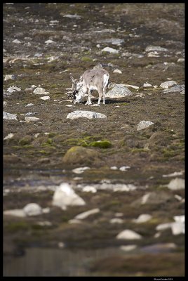Svalbard_4174.jpg