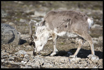 Svalbard_4203.jpg