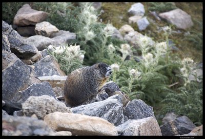 RMNP_5504.4.jpg