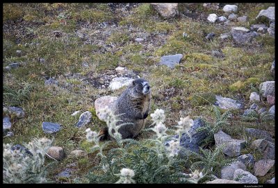 RMNP_5524.4.jpg