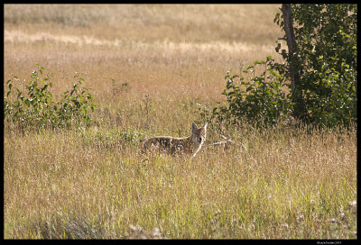 RMNP_5946.4.jpg