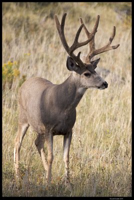 RMNP_5994.4.jpg