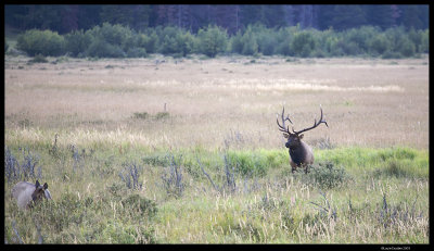 RMNP_6022.4.jpg