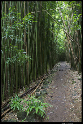 Haleakala_9873.4.jpg