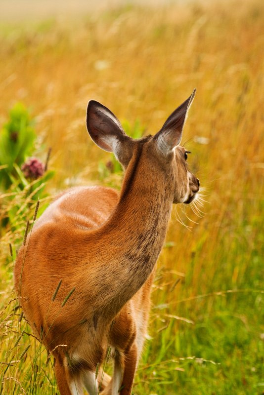 Doe at Big Meadows