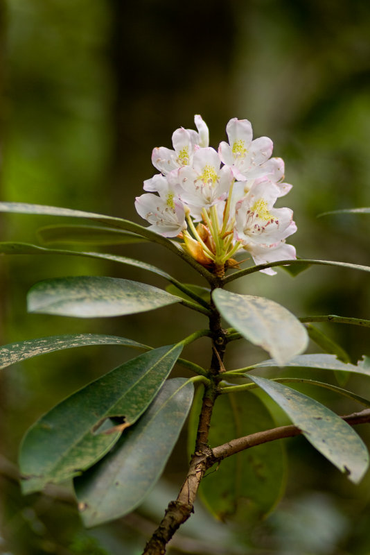 Forest Rhododendron