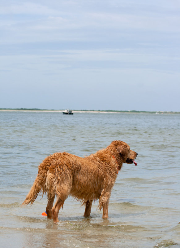 Beach Bum