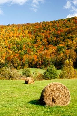 Hay Bale and Foliage