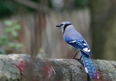 bluejay-1pb.jpg