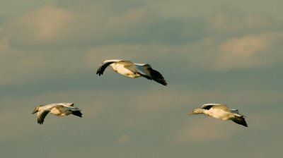 Snow Geese Landing