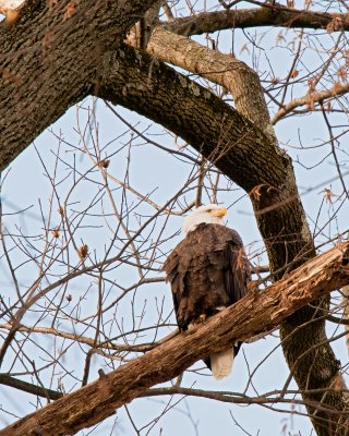 Conowingo_Bald_Eagle