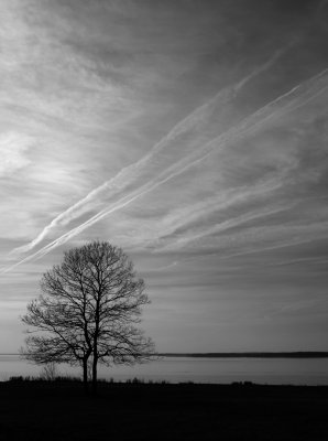 Black and White Tree on the Bay