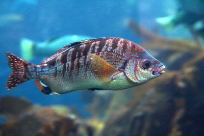 Monterey Bay Aquarium