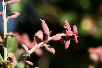 g1/67/34567/3/113124809.shaurqLc.jpg
