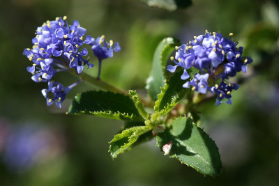 Cuyamaca State Park 2009
