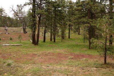 Mount Laguna - Sunset Trail