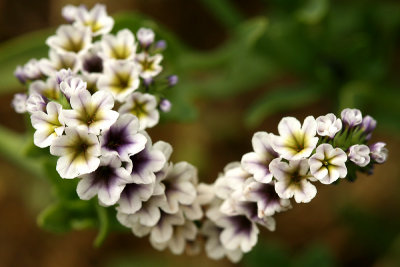 Salt Heliotrope