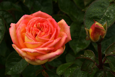 g1/67/34567/3/127376528.E9QSb4qr.jpg