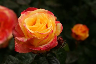 g1/67/34567/3/127425071.rr7Pg7YY.jpg