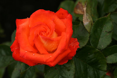 g1/67/34567/3/127559566.lI4BCuCd.jpg