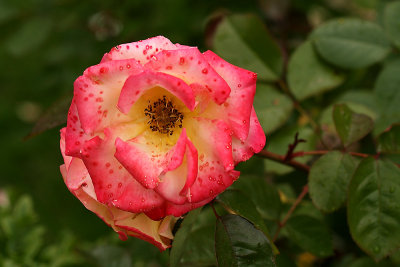 g1/67/34567/3/127562832.e4Olxljr.jpg