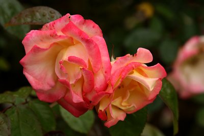 g1/67/34567/3/127565379.are4CpFV.jpg