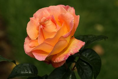g1/67/34567/3/127593893.12fIREOL.jpg