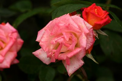 g1/67/34567/3/127594058.lQJguMJC.jpg
