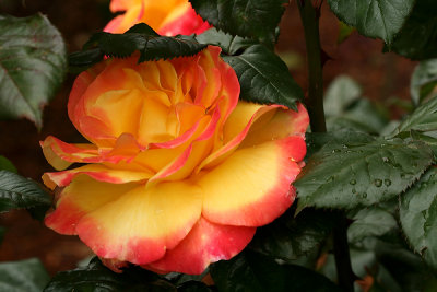 g1/67/34567/3/127676686.gj00RvOH.jpg