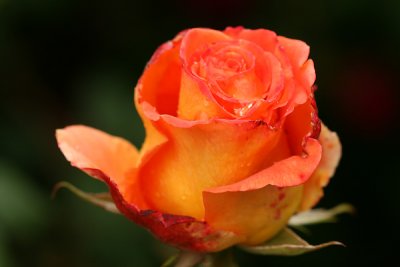 g1/67/34567/3/127682261.6ea9QruB.jpg