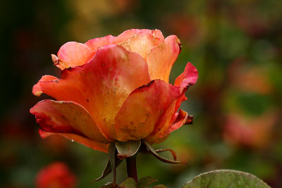 g1/67/34567/3/127688037.qz2N2AH9.jpg