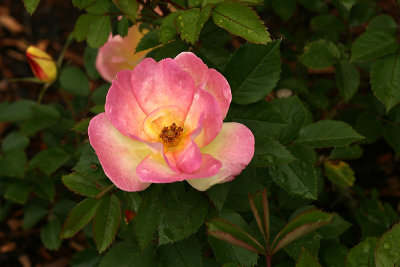 g1/67/34567/3/128136844.Q5kWb5VZ.jpg