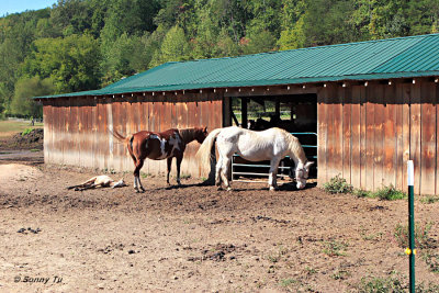 Riverside Riding Stables