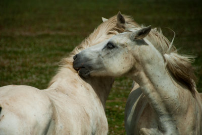 DSC_9483.jpg