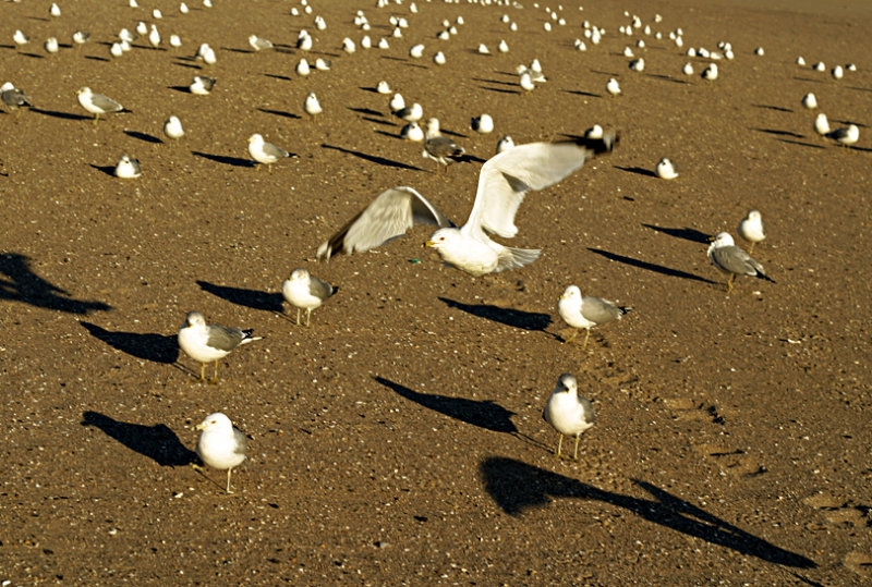 birds.jpg