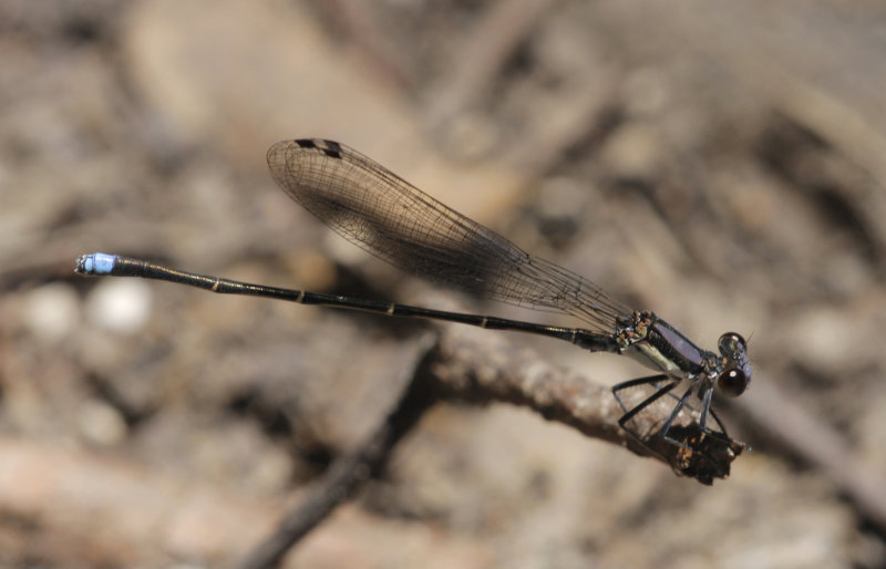 Blue-tipped Dancer.jpg