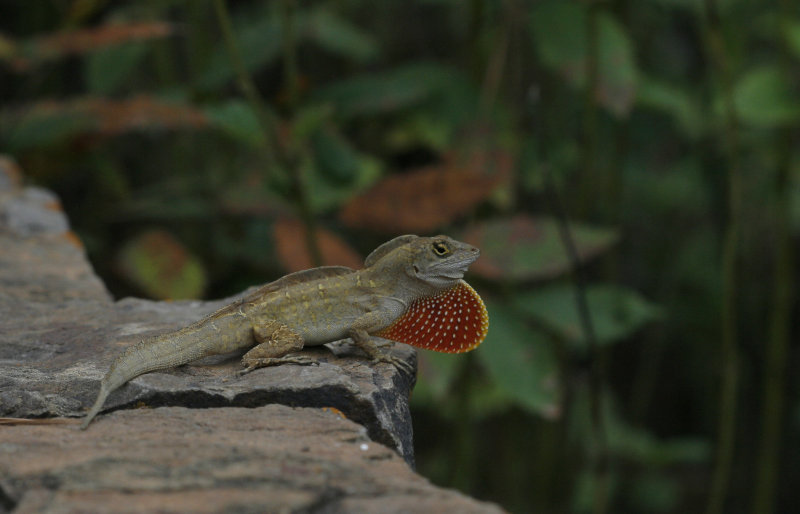 Brown Anole.jpg