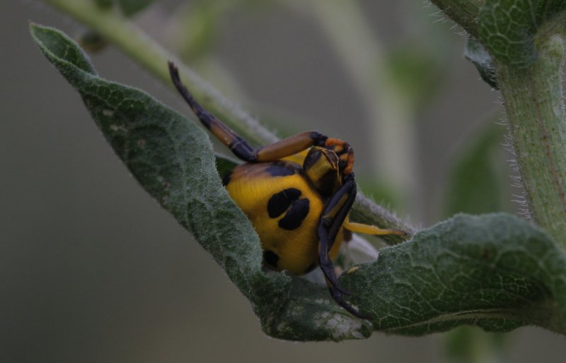 Crab Spider1.jpg