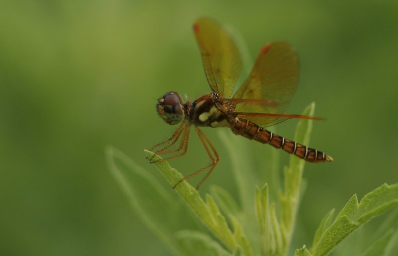 Amberwing1.jpg