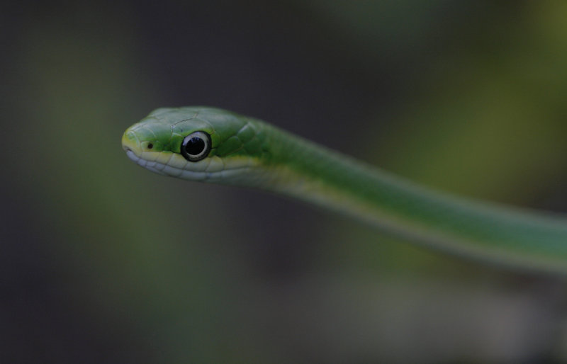 Rough Green Snake.jpg