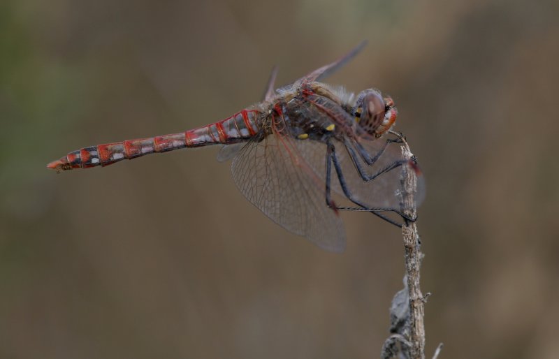 Variegated Meadowhawk.jpg