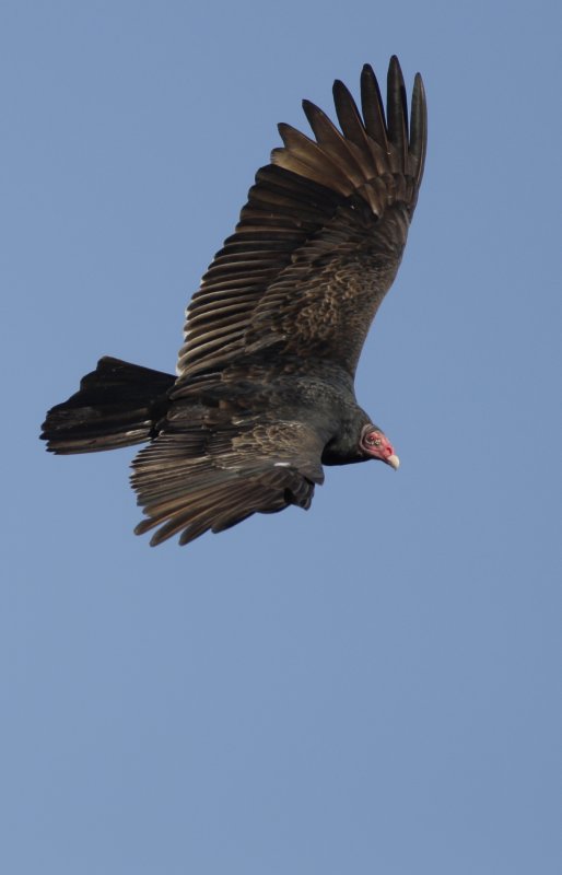 Turkey Vulture.jpg