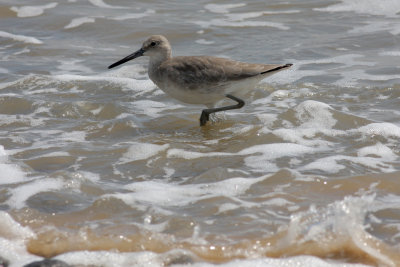 Willet.jpg