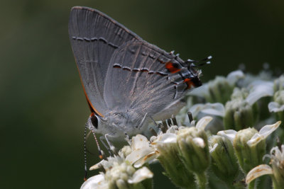 Gray Hairstreak.jpg