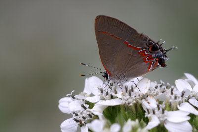 Red-banded Hairstreak.jpg