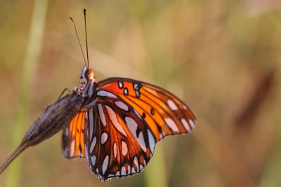 Gulf Fritillary.jpg
