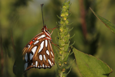 Gulf Fritillary1.jpg